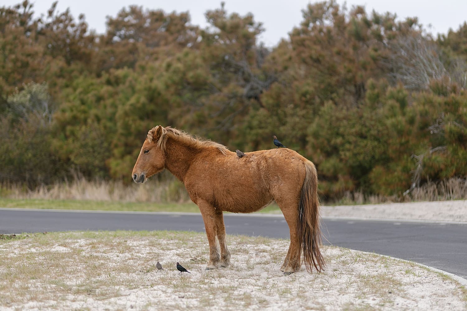 Wild horse with birds on his back at Ocean City, Maryland